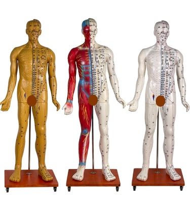 穴位针灸美善模型178CM教学