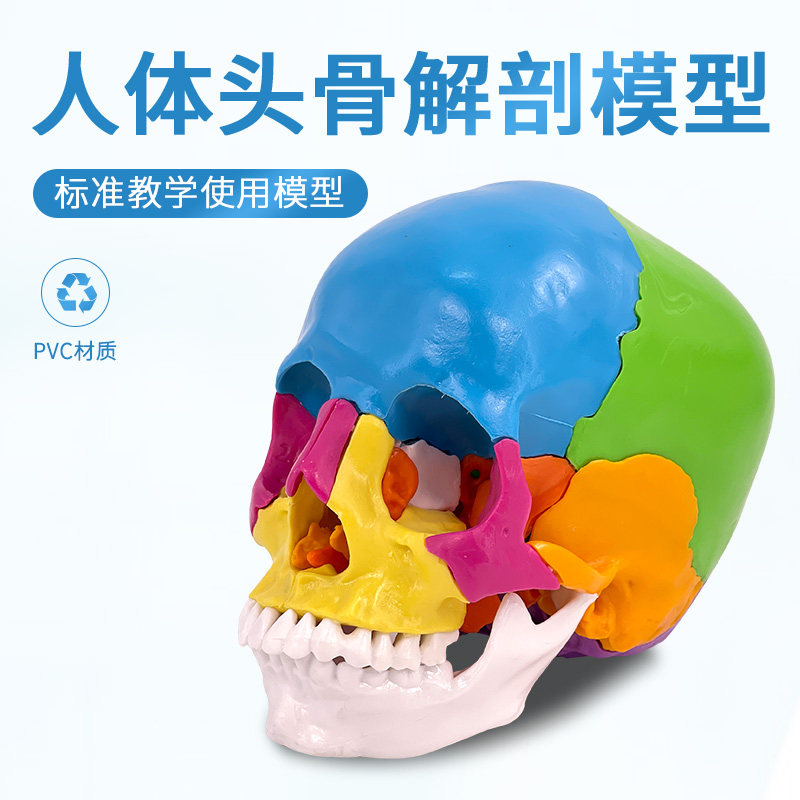 可拆分22件1:1真人大小彩色头骨模型颅骨解剖医用美容口腔牙科