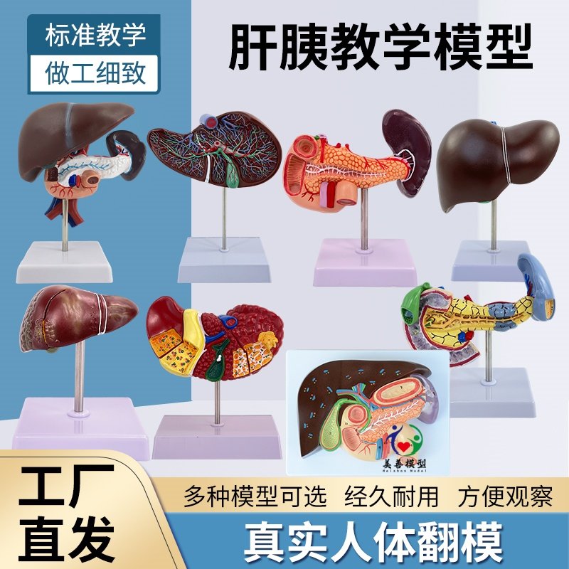 肝脏美善模型肝解剖教学