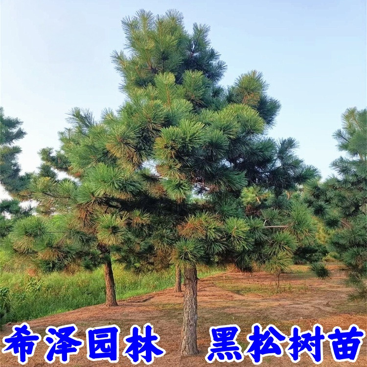 黑松树苗松树小苗庭院行道