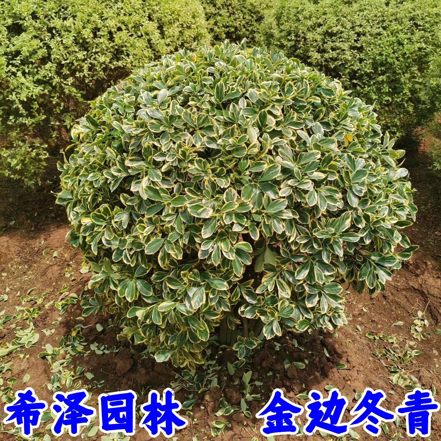 金边黄杨球树苗花叶冬青庭院行道