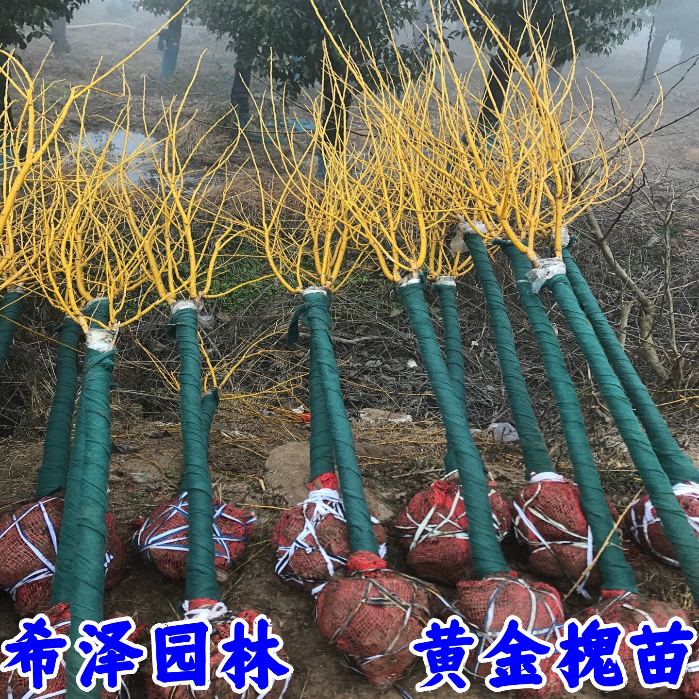 黄金槐树苗金枝国槐树垂枝龙爪槐别墅庭院绿化大风景树速生国槐苗