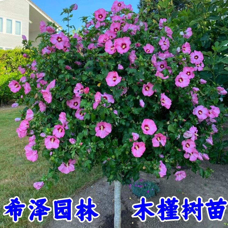 木槿树苗绿化木槿小苗
