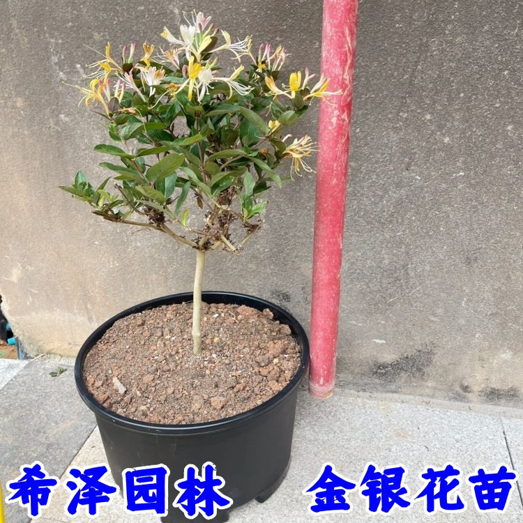 金银花树苗爬藤盆栽植物老桩