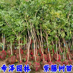 紫藤苗紫藤树苗紫藤花树苗紫藤花庭院攀援植物爬藤植物紫藤盆栽苗