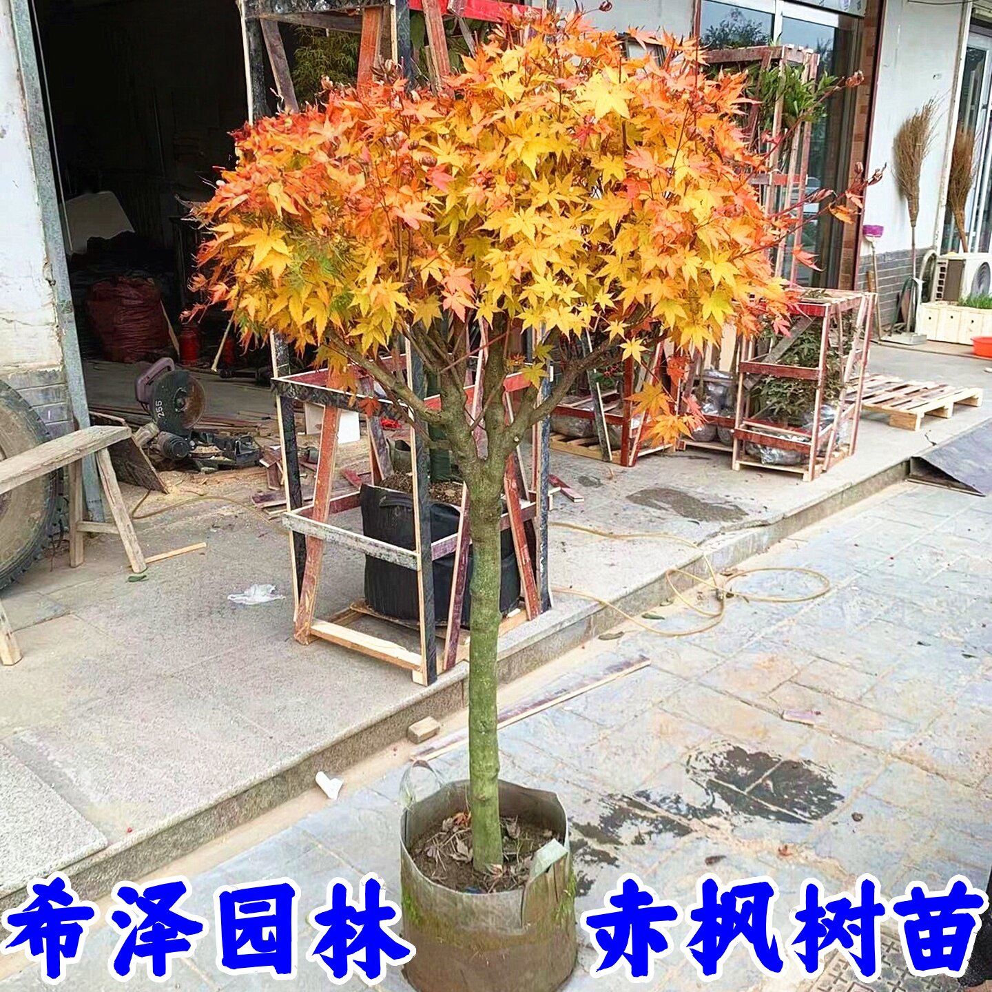 赤枫树苗盆栽黄金枫庭院花园大型耐寒彩叶绿化风景树珊瑚阁红枫苗