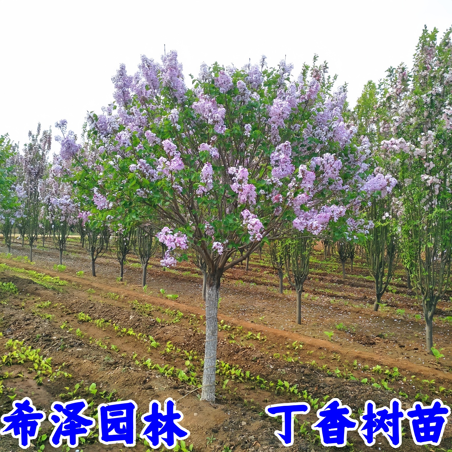 丁香花树苗别墅庭院耐寒大型风景树种丛生紫丁香花苗盆栽浓香花卉