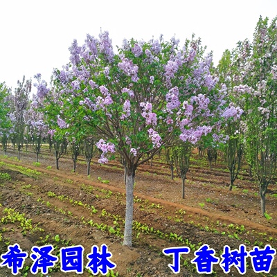 丁香花树苗别墅庭院耐寒大型风景树种丛生紫丁香花苗盆栽浓香花卉