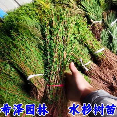 水杉树苗盆栽庭院绿化景观树