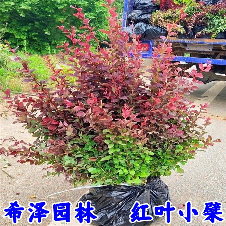 红叶小檗苗彩色绿篱色块