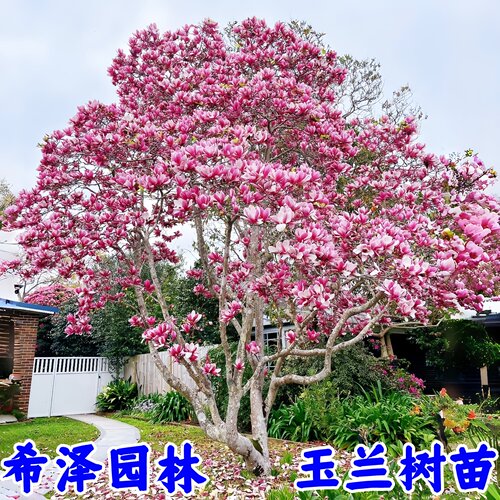 玉兰花树苗带花苞紫玉兰矮化盆栽