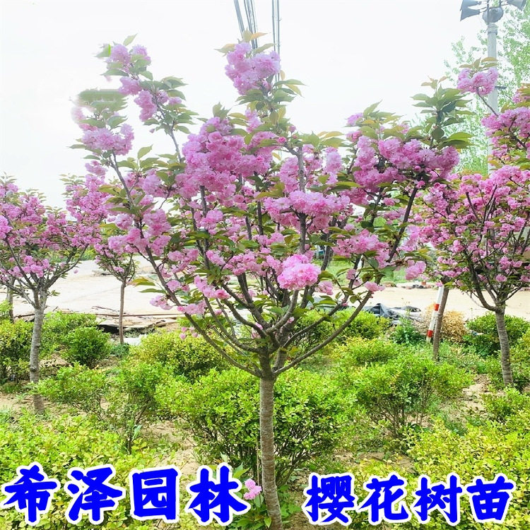 高杆樱花树苗盆栽樱花花苗日本嫁接樱花树庭院别墅绿化大型风景树