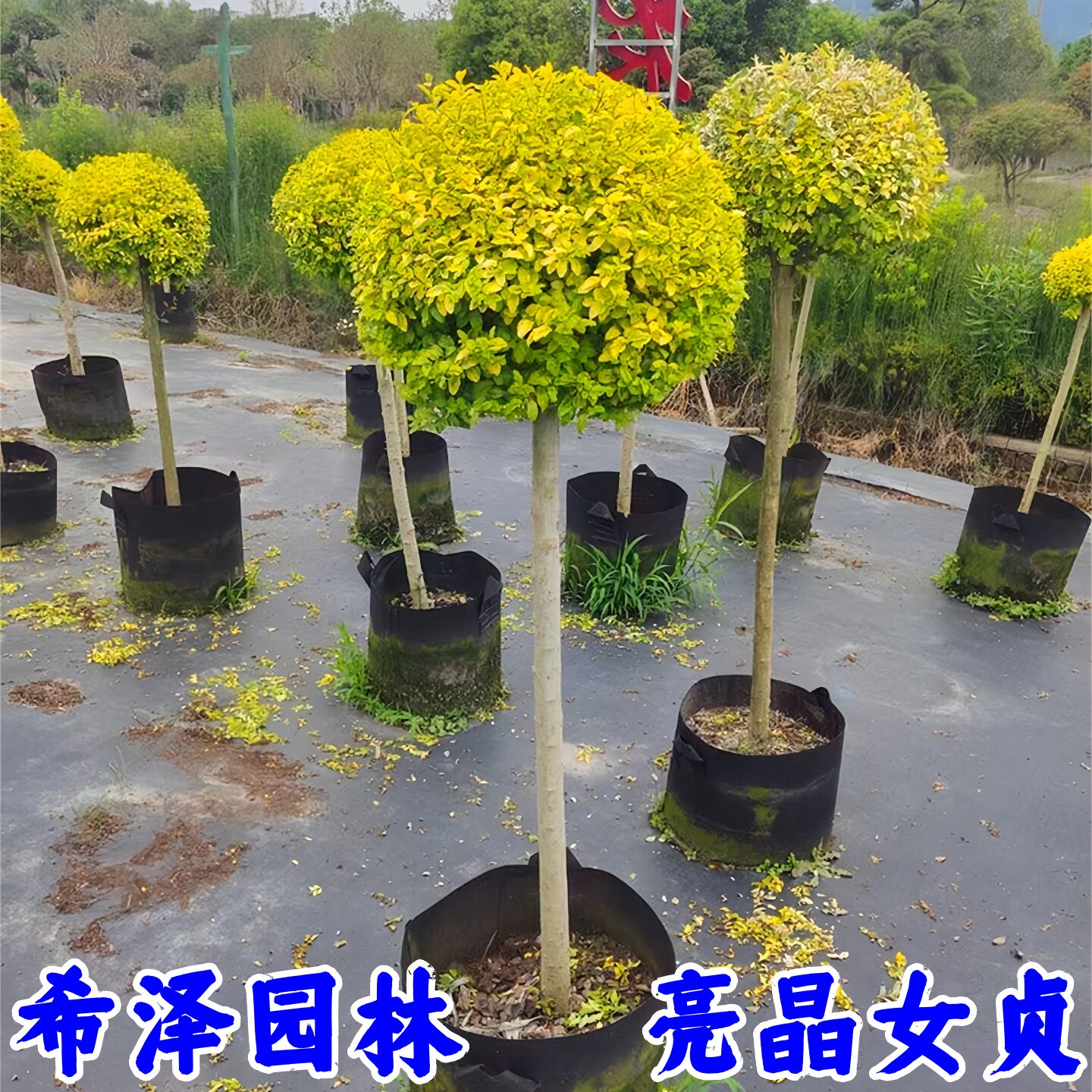 亮晶女贞球棒棒糖树苗四季常青