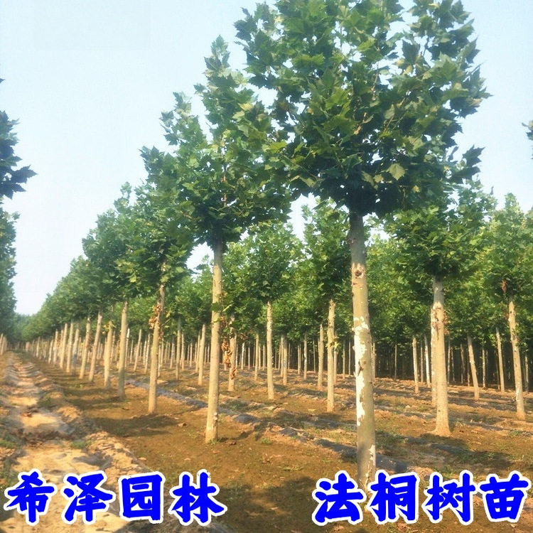 园林绿化苗木行道树苗植物花卉法桐苗法国梧桐苗法桐树苗速生法桐 - 实物图