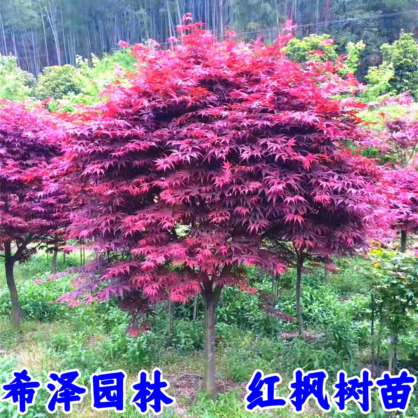 中国红枫树苗日本红枫美国红枫中国红四季红庭院种植绿化红舞姬苗