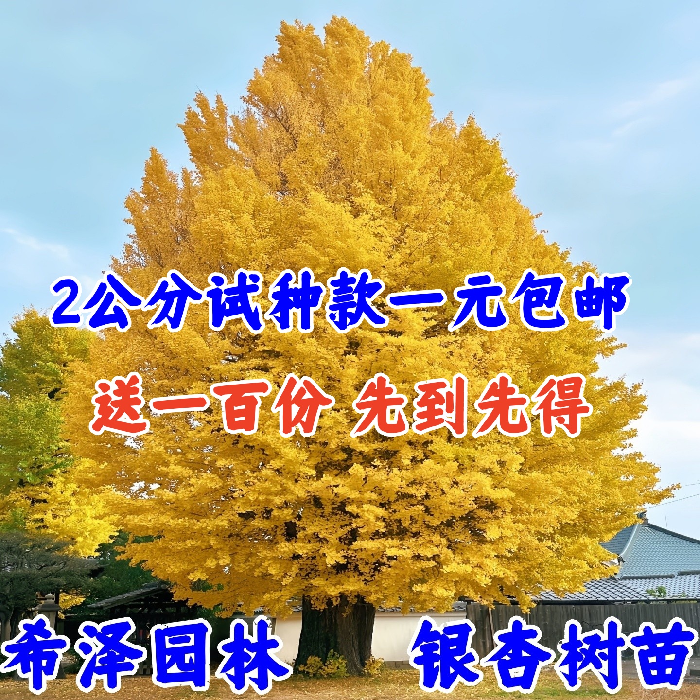 高耐旱性庭院植物落叶多年生夏季