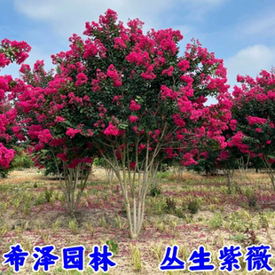 丛生紫薇丛生多杆紫薇红火箭紫薇小苗紫薇树苗别墅庭院大型风景树