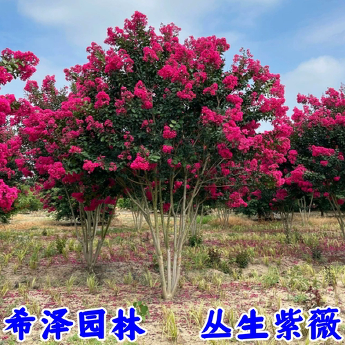 希泽园林丛生紫薇别墅庭院