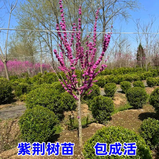 紫荆树苗庭院耐寒室外花卉植物南方北方别墅花园绿化苗木紫荆花苗