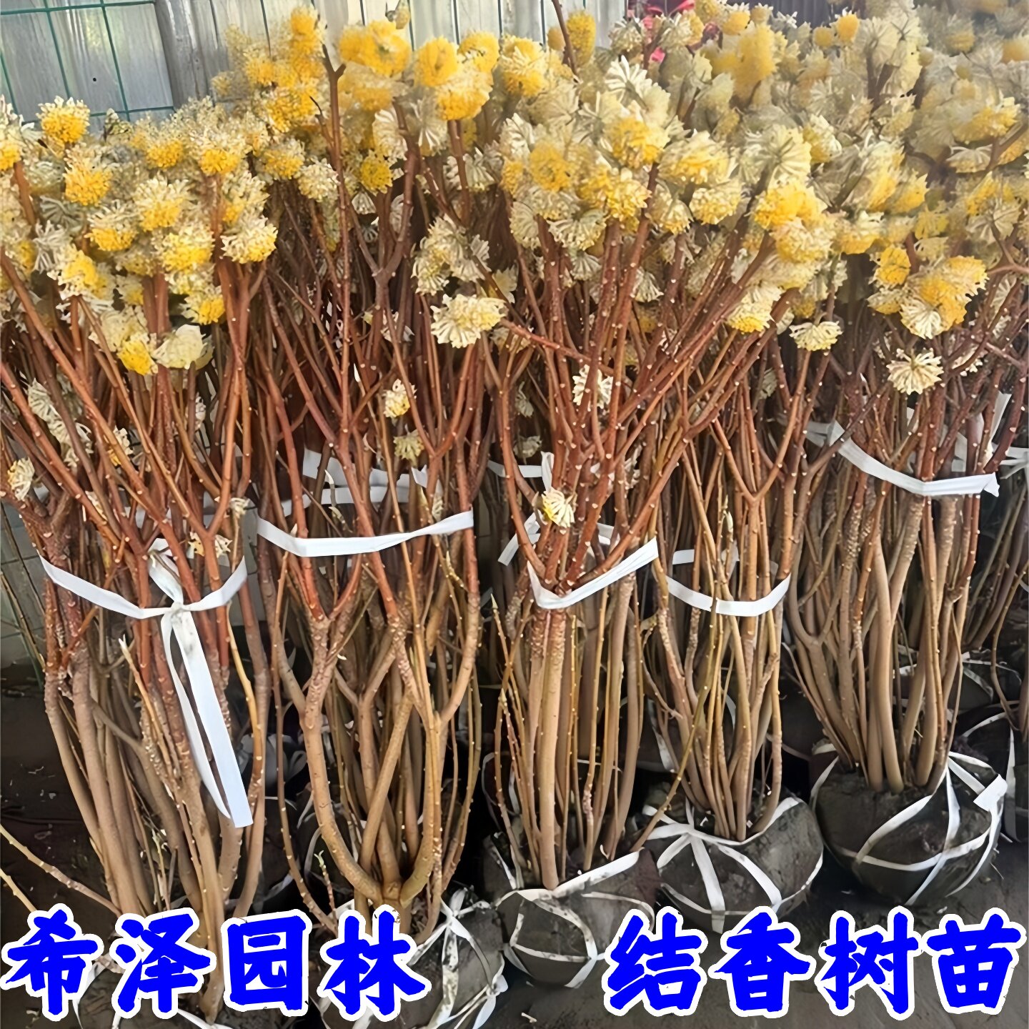 庭院植物结香苗结香花苗