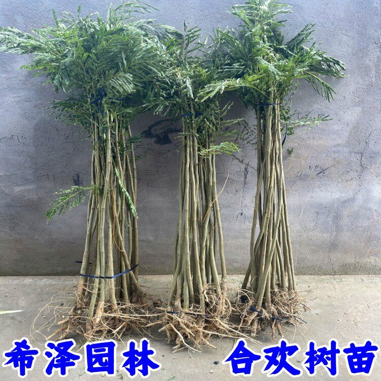 合欢树苗合欢苗绒花树苗芙蓉花树苗庭院花卉盆栽当年开花合欢苗