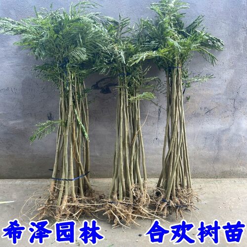 当年开花夏季粉合欢【6公分粗】