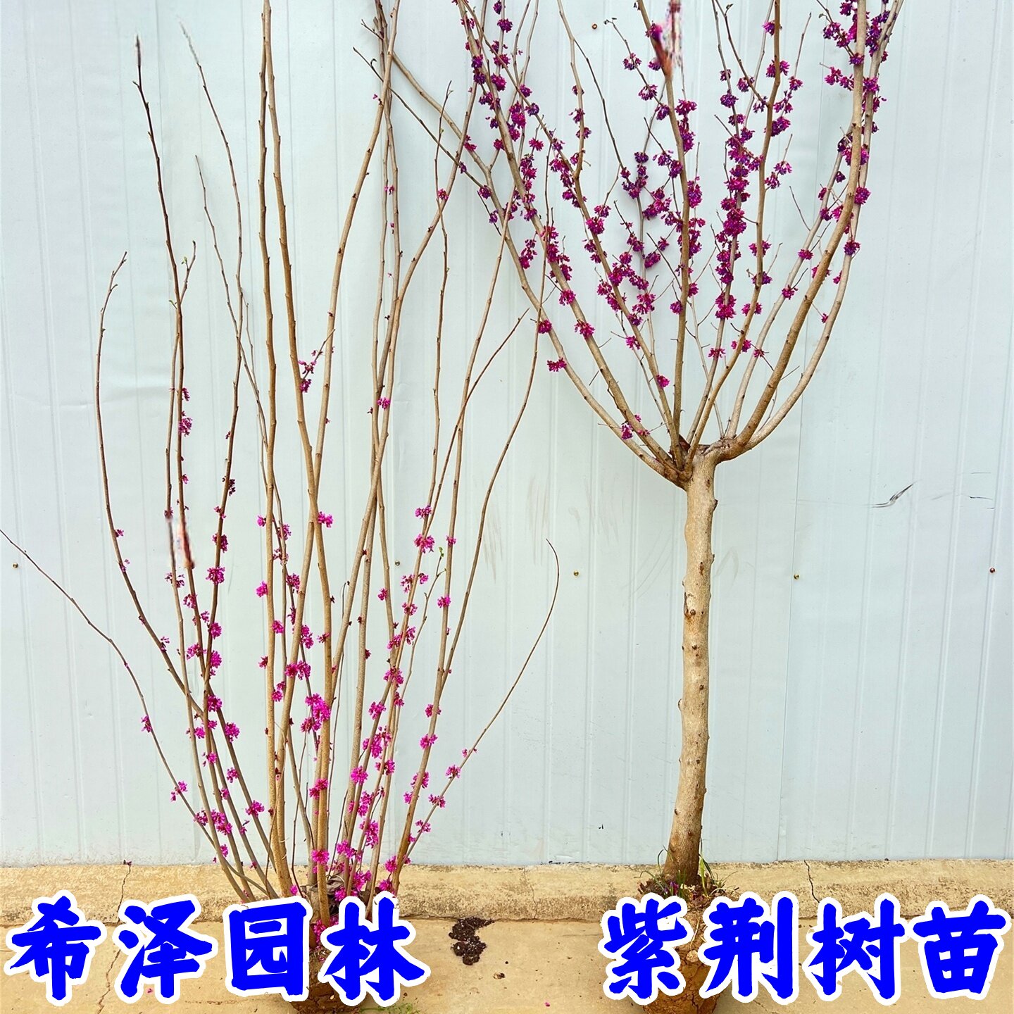 紫荆树苗庭院耐寒室外花卉植物