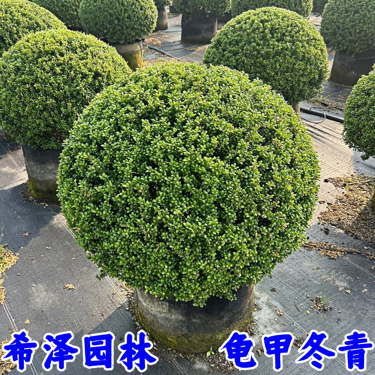龟甲冬青球别墅庭院耐寒造型