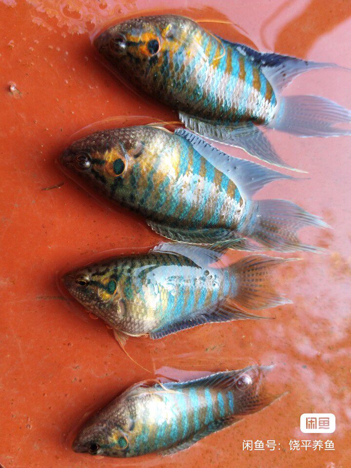 中国斗鱼巨普观赏鱼抱卵母鱼巨普母