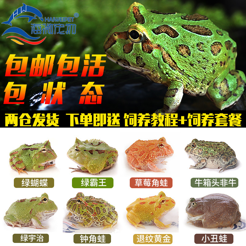角蛙活体宠物青蛙绿角蛙蝌蚪黄金角蛙活物蝴蝶角蛙钟角蛙霸王角蛙