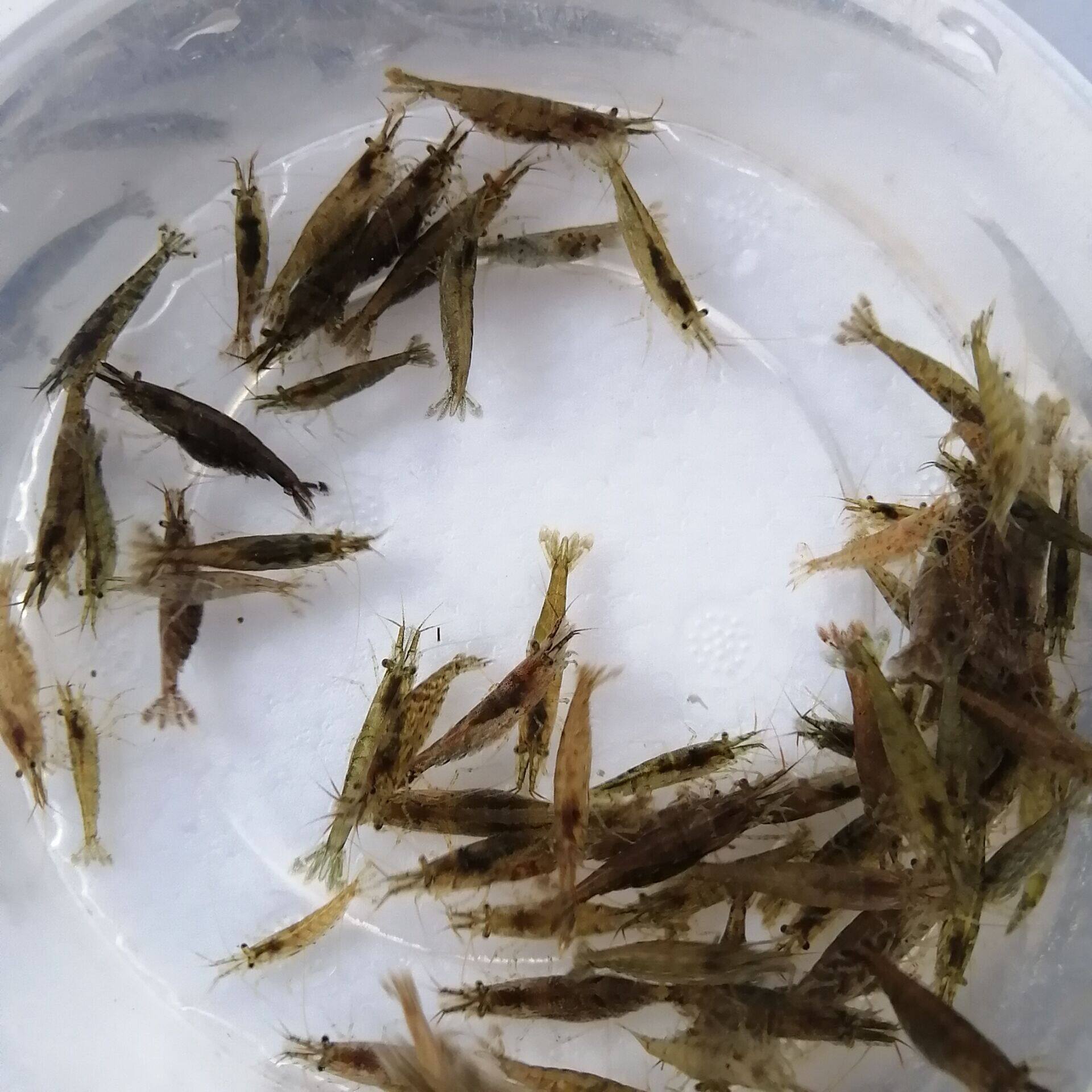 黑壳虾活体观赏虾 草虾 工具虾 鱼儿虾草缸除藻虾 黄金蚬 小河蚌