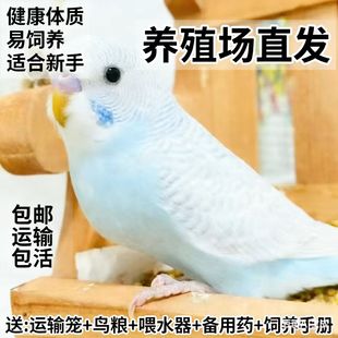 鹦鹉活体鸟虎皮鹦鹉家养宠物鸟可教说话手养鸟类云斑鹦鹉可繁殖