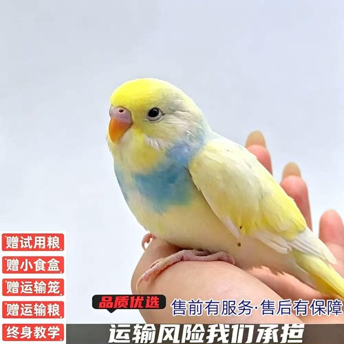 金彩鹦鹉种鸟到家可繁殖包邮包活