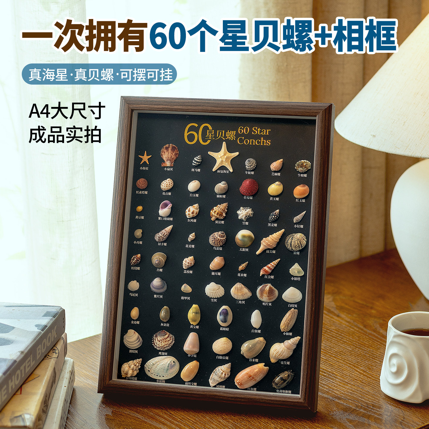 真海星贝螺相框内含60个海星贝螺