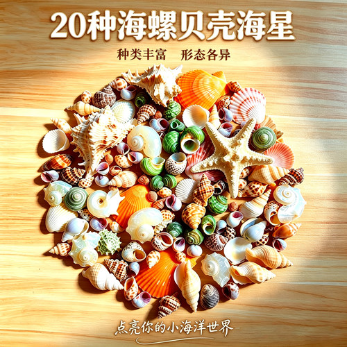 20种天然真海螺贝壳海星混装造景