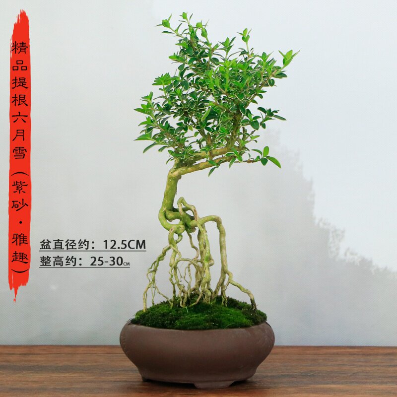新f品小叶榆树老桩盆景植物客厅办公室创意造型室内微景观木盆栽