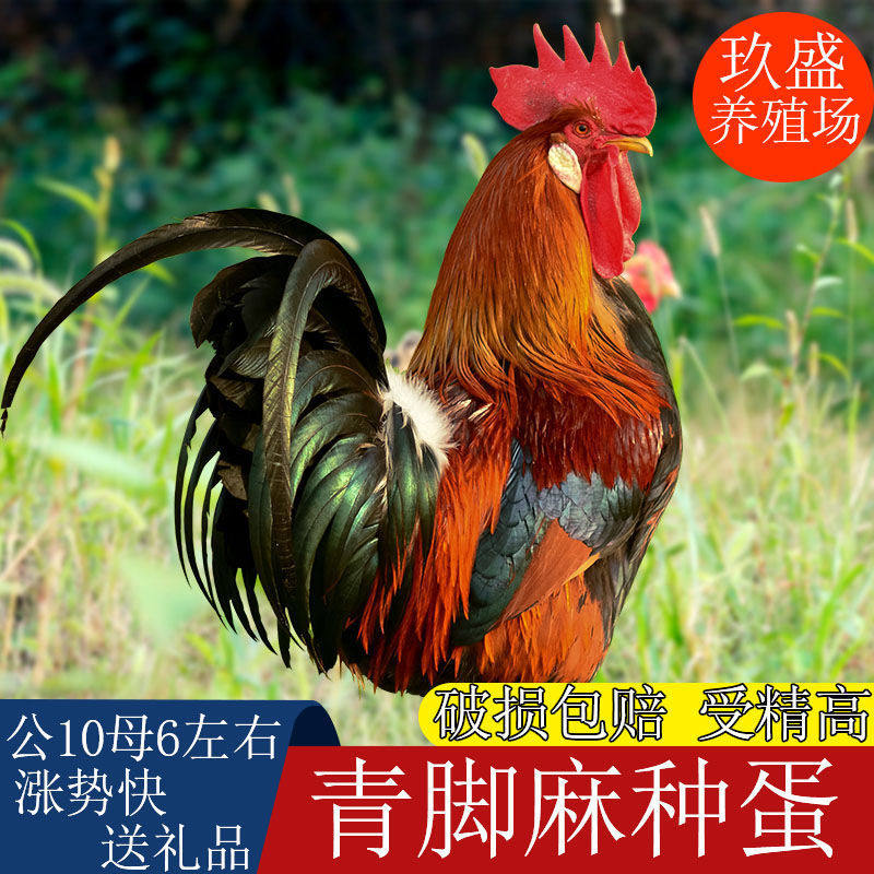 土鸡柴鸡受精种蛋草鸡型可孵化小鸡受精卵青黑脚麻鸡种蛋新宠物鸡