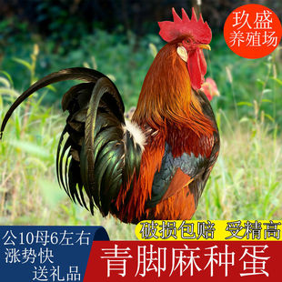 土鸡柴鸡受精种蛋草鸡型可孵化小鸡受精卵青黑脚麻鸡种蛋新宠物鸡