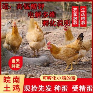 皖南土鸡草鸡苏北土鸡种蛋受精蛋可孵化小鸡种蛋受精蛋黄羽宠物鸡