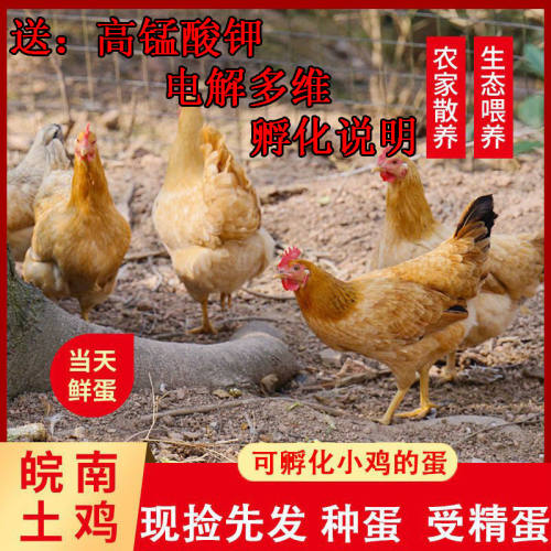 皖南土鸡草鸡苏北土鸡种蛋受精蛋可孵化小鸡种蛋受精蛋黄羽宠物鸡