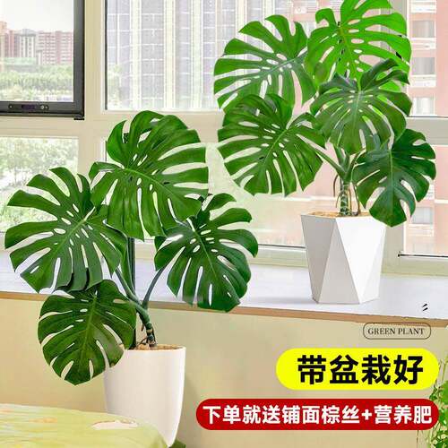 龟背竹客大栽厅老桩净植物办公室大型绿盆8.13龟背植室内盆景化空