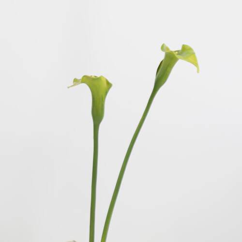 花海芋马蹄FFD0536莲艺术插花花配花室内装小饰花摄影道具假白色