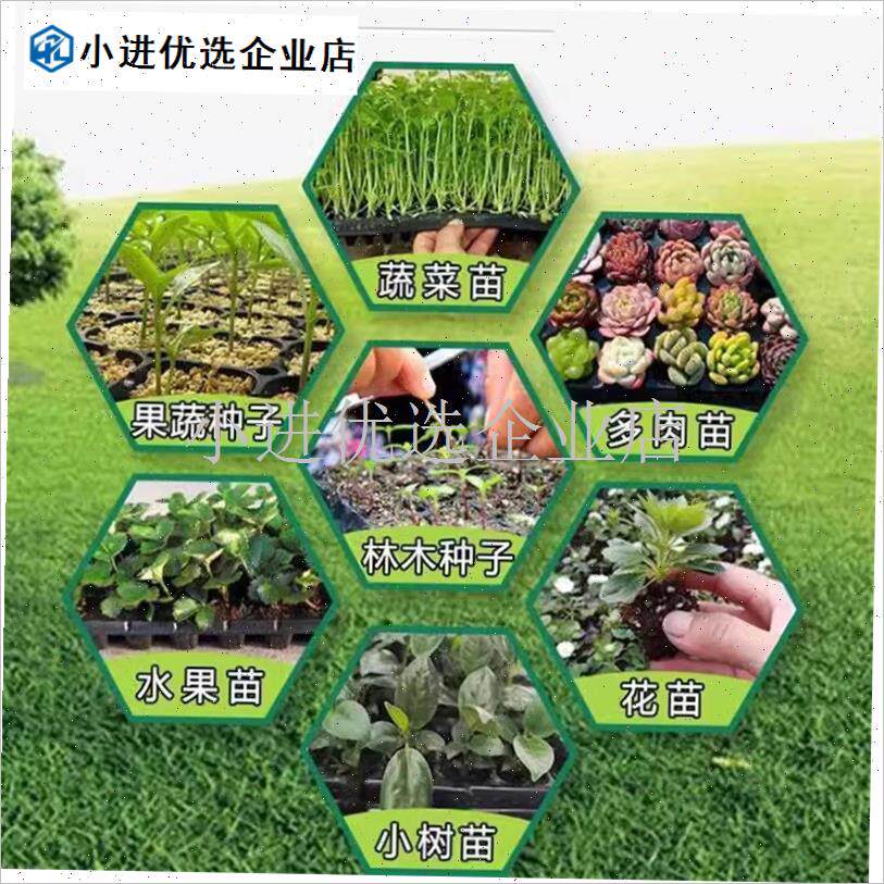 育苗盘50穴盘托 托盘西瓜玉米秧苗盘72孔O辣椒盘蔬菜盒加厚秧苗\