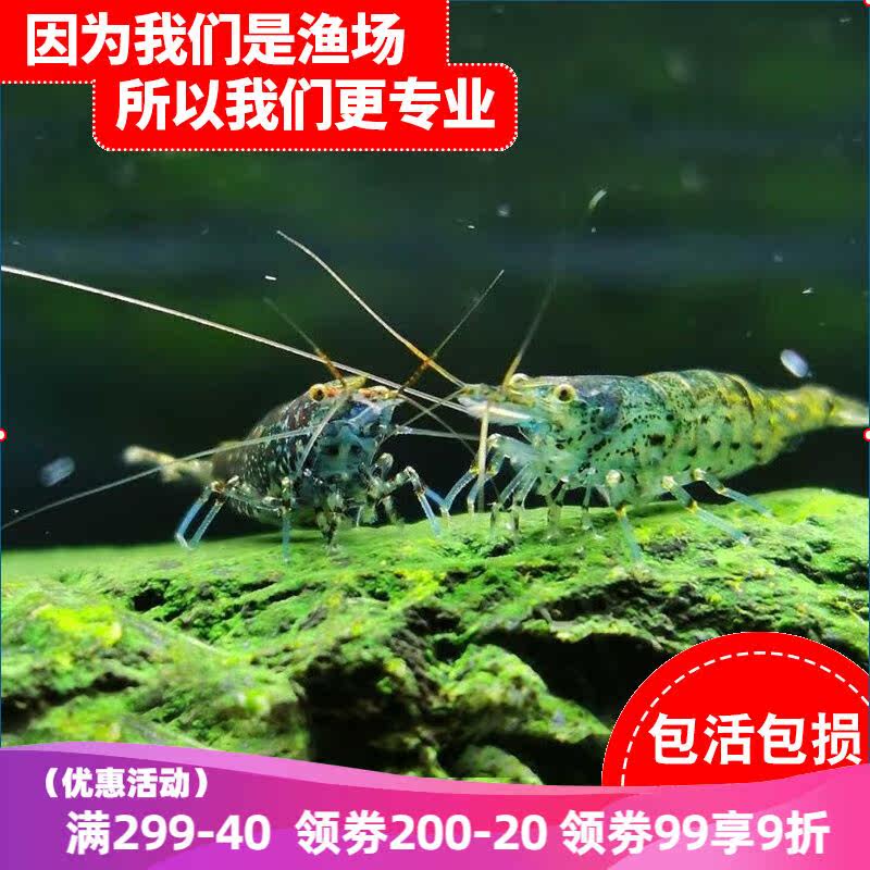 云峰海瑞黑壳虾清洁虾观赏虾鱼缸水族箱水草缸杂质清洁除藻工具淡怎么看?