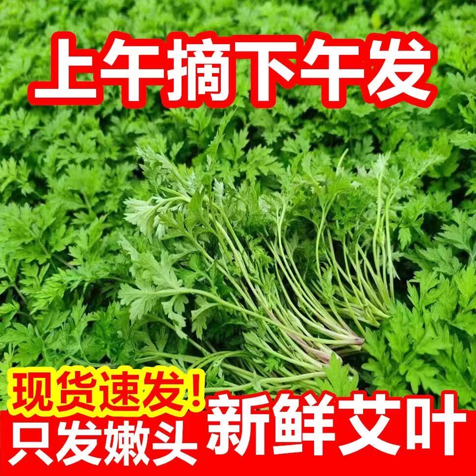 新鲜艾叶生艾叶食用青团糍粑现摘