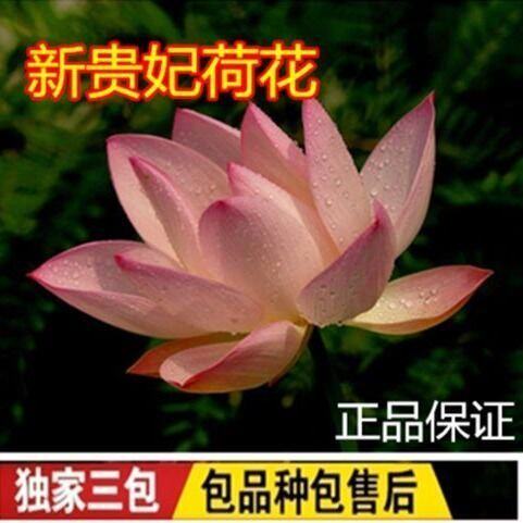 荷花种藕水生大荷花藕苗四季盆栽观赏莲花植物花卉池塘鱼a缸专用