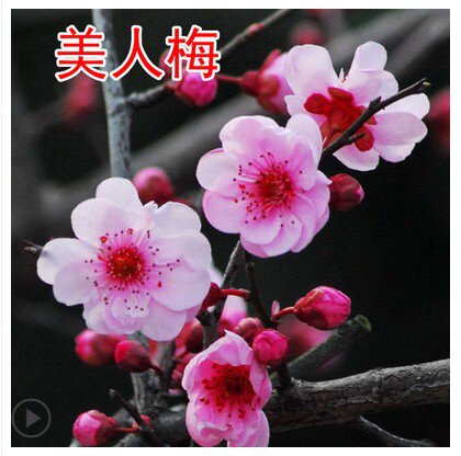 红色腊梅鲜花栽带i花苞浓香梅花树苗腊梅盆景老桩室内庭院耐寒植.