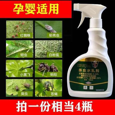 花盆上有小飞虫子用什么药起腻虫花上长白粉虱幸福发财树除虫药剂