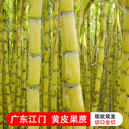 黄皮甘蔗1-5斤切口会红广东江门现砍现发黄果蔗榨汁煲汤祛火清热