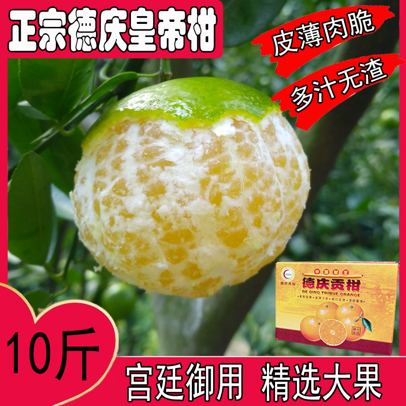 正宗德庆皇帝柑贡柑新鲜现摘特级